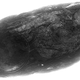 An X-ray projection of a fossil parasite, where the wasp is clearly visible inside the fly pupae.